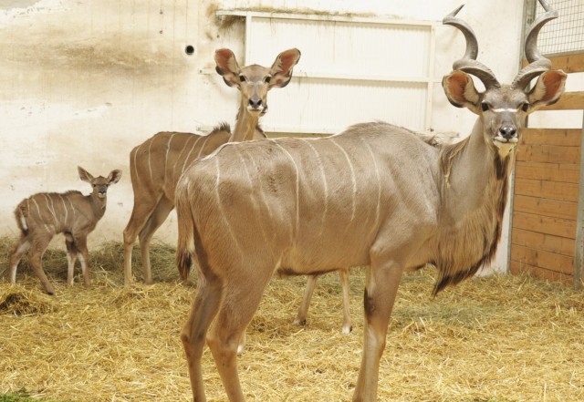 Megszületett az ország első nagy kudu borja!