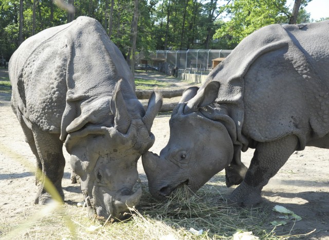 Randevúznak az indiai orrszarvúk!