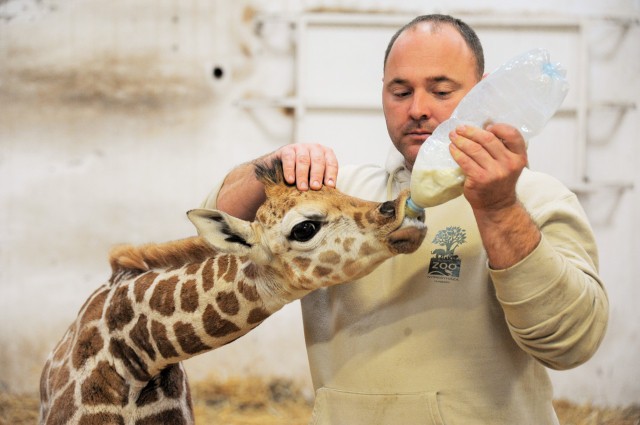 Túl van a kritikus időszakon a kis zsiráf! 