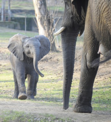 19 évének talán legsikeresebb évét zárta idén a Nyíregyházi Állatpark!  