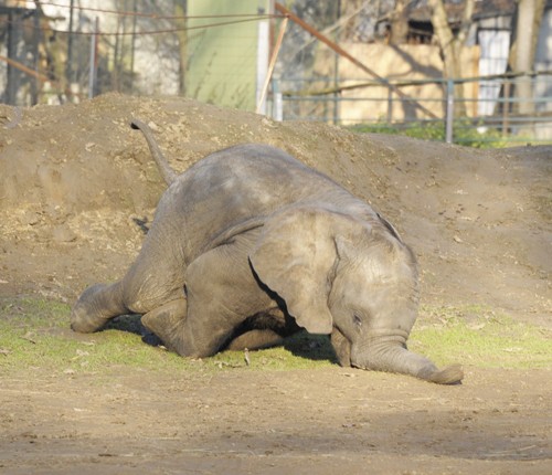 Ritka pillanatot sikerült lencsevégre kapni: Kito, a kis elefánt ormányra esett.