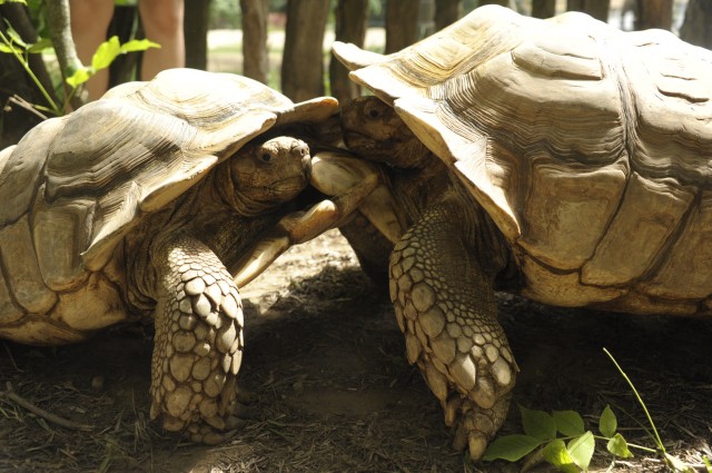 Egymással viaskodnak a sarkantyús teknős hímek
