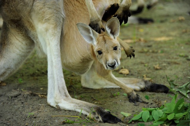 Már láthatók az országban csak itt élő vörös óriáskenguru bébik