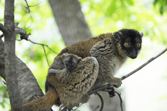 Ritka félmajom, sárgaszakállas maki született Állatparkunkban. 