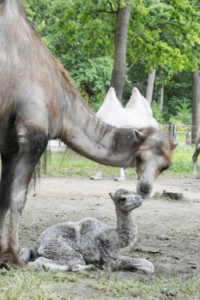 Kétpúpú teve született Állatparkunkban