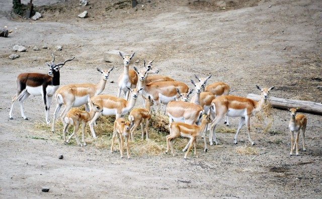 Egy héten belül hat indiai antilop borjú született 