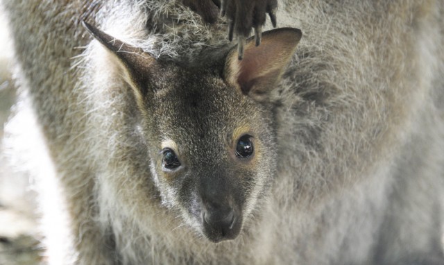 Zsebi babák minden mennyiségben!   