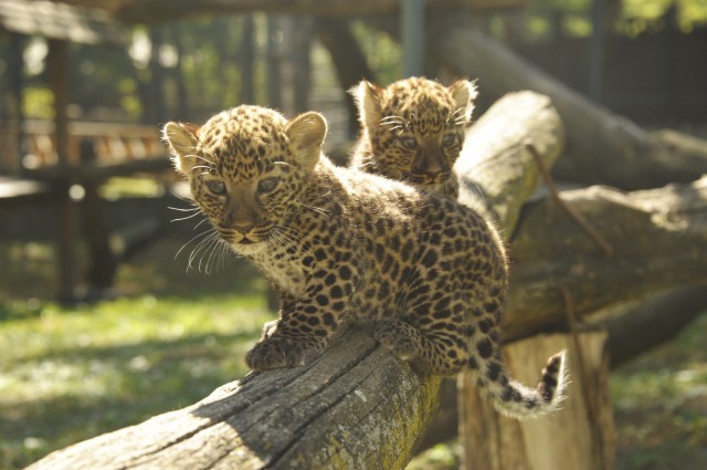Mászósuli a leopárdbébiknek!