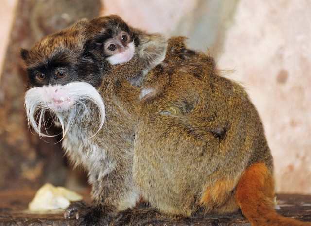 Császárbajszú tamarin ikrek születtek