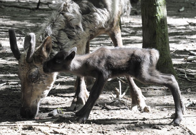 Szépen gyarapodik állatparkunk rénszarvas állománya, hiszen 3 nap alatt 3 apróság látott napvilágot.  