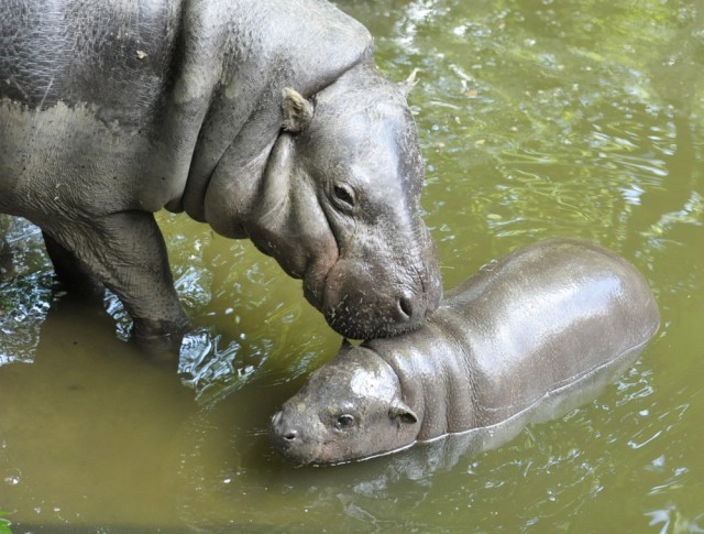 Állatkölykök minden mennyiségben!