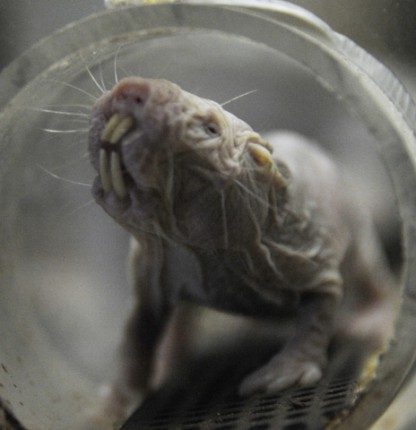 A Viktória ház egyik legérdekesebb külsejű lakói...