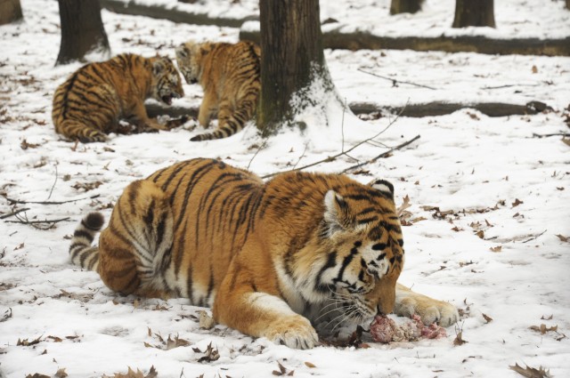 Látványosan ettek a csíkos nagymacskák