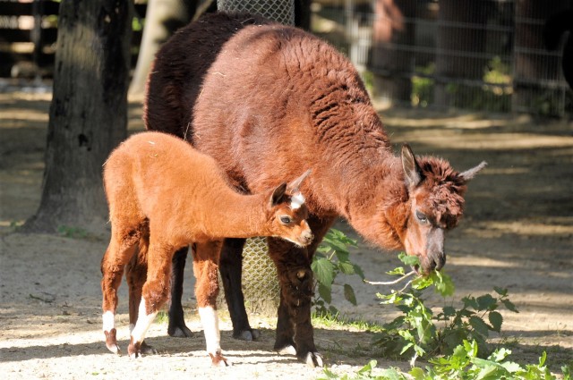 Új taggal gazdagodott a Dél-Amerika bemutató