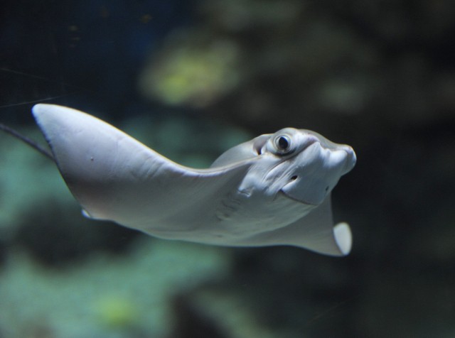 Most először született ománi tehénorrú rája Magyarországon!