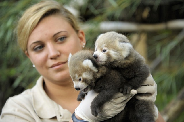 Kis panda ikrek születtek