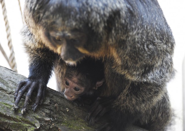 Sátánmajom született a Nyíregyházi Állatparkban