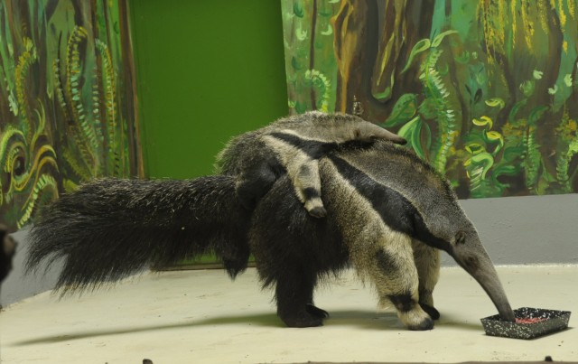 3 hónapos lett a sörényes hangyász bébi!