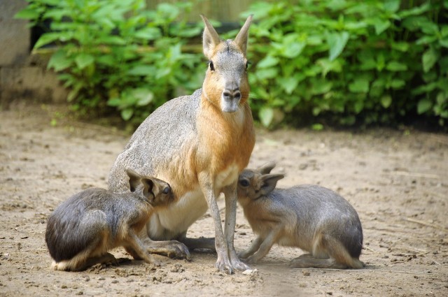 Kis nagy marák születtek