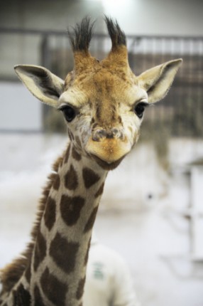 Nevet kapott a kis zsiráf!