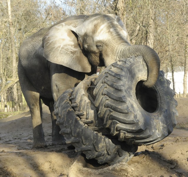 600 kilogrammos játékot kapott Jack, Állatparkunk 6 tonnás afrikai elefánt tenyészbikája. 