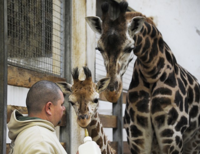2.5 hónap alatt 50cm-t nőtt a zsiráflány!