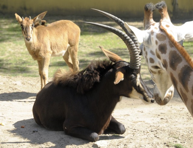 Már a látogatók is megtekinthetik  a Tarzan ösvénye  legifjabb lakóit 