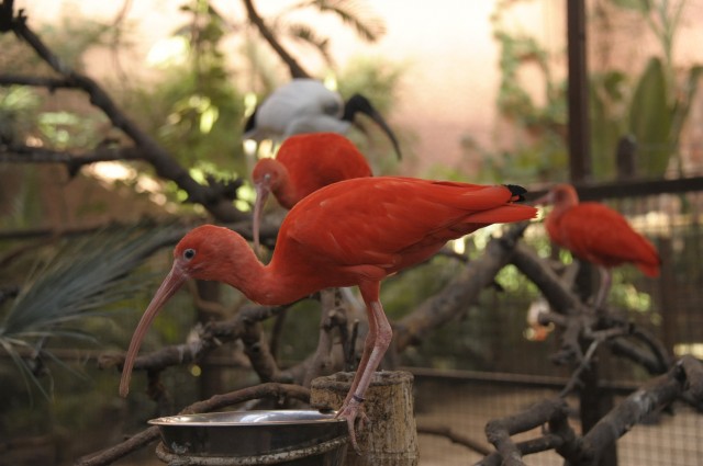 Skarlát íbiszek testközelben