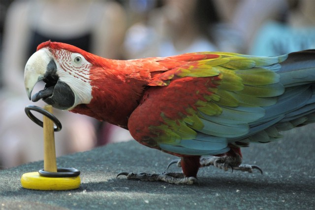 Újabb szereplőkkel gazdagodott a Nyíregyházi Állatpark papagáj bemutatója