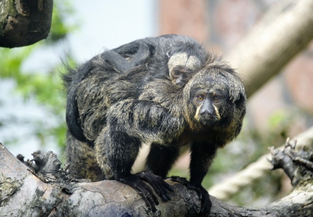 Fény derült a legifjabb  sátánmajom utód ivarára