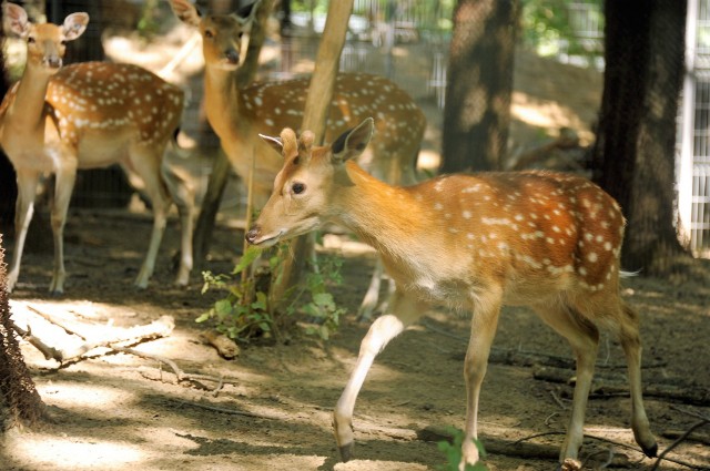 Velük már a természetben nem találkozhatsz