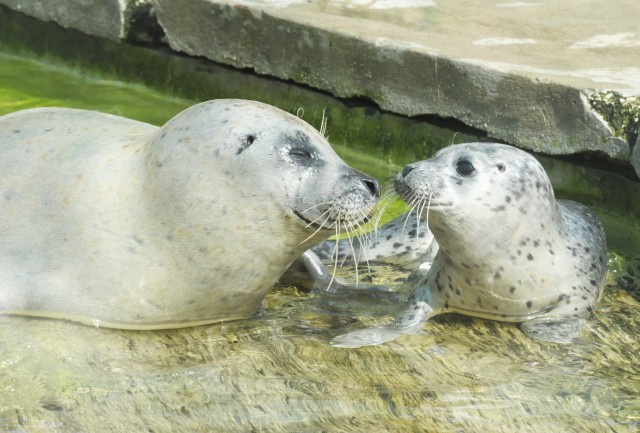 Újabb állatkerti szenzáció Nyíregyházán! 