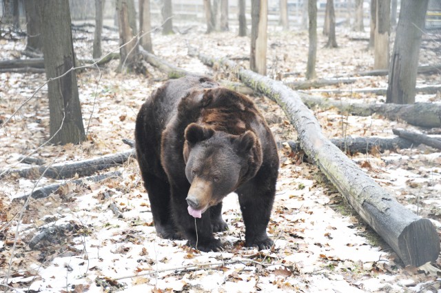 Nyelvet nyújtunk a hidegnek!
