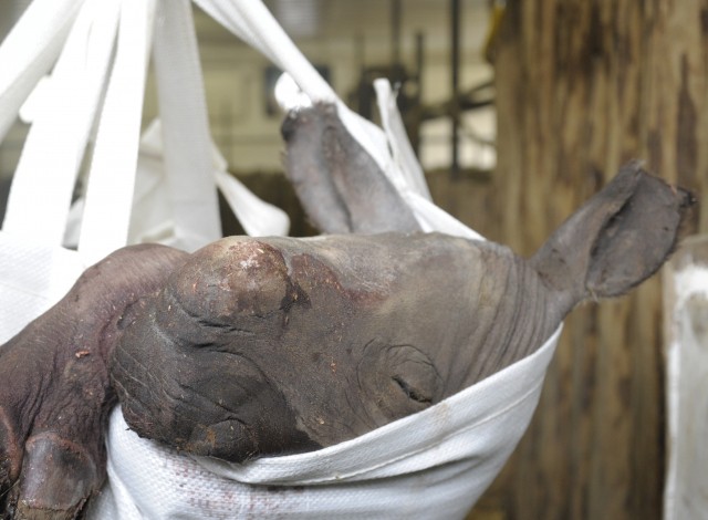 Régóta vártuk már a Nyíregyházi Állatparkban, hogy a szélesszájú orrszarvú család szaporodjon