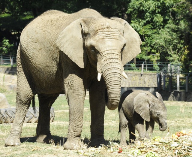Nevet kapott a kis elefánt! 