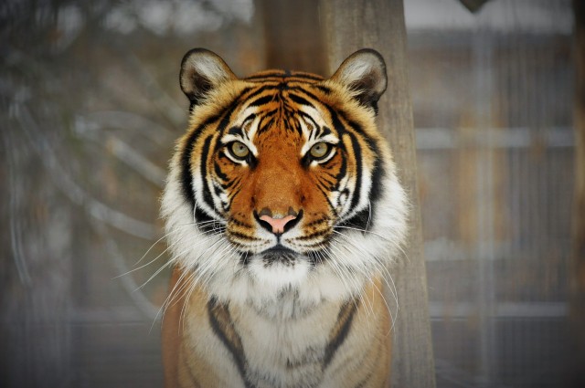 Állatok végveszélyben I. rész