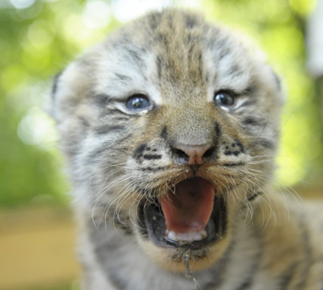 Szibériai tigriskölykök születtek Állatparkunkban! 