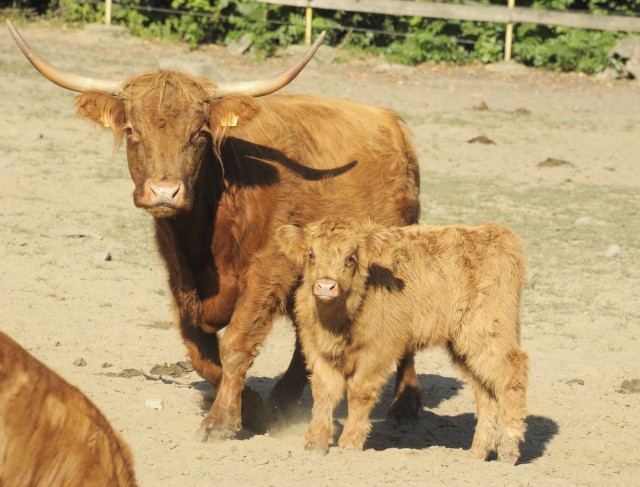 Szépen cseperedik Állatparkunk skót-felföldi marha borja.-) 