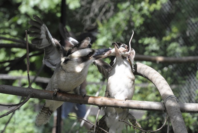 Kacagó fiókák a Nyíregyházi Állatparkban!