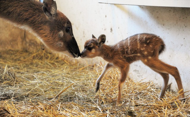 Ritka antilopfaj született  Állatparkunkban!