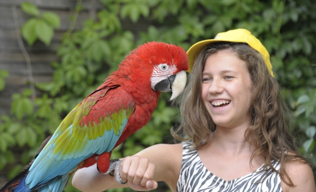 Már hagyománnyá vált, hogy a tanév végén megnyitja kapuit Állatparkunk nyári tábora, a  Zoo Suli. 