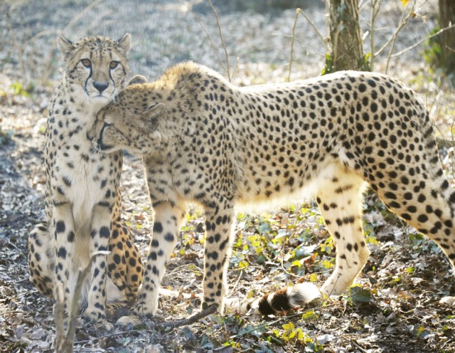 Nemzetközi Gepárd Nap!