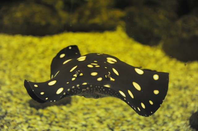 Számítunk rá(ja)! 1% nekünk sokat segít!