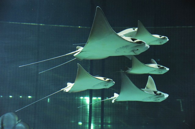 Különleges rája raj az Állatparkban!