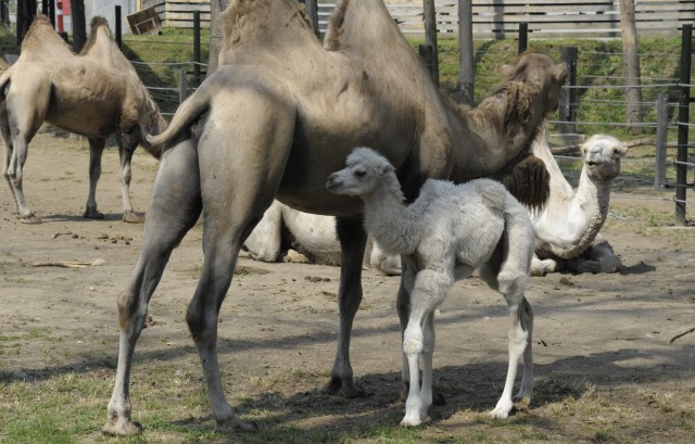 Szöszke, az 1 hetes fehér teve csikó a látogatók legújabb kedvence