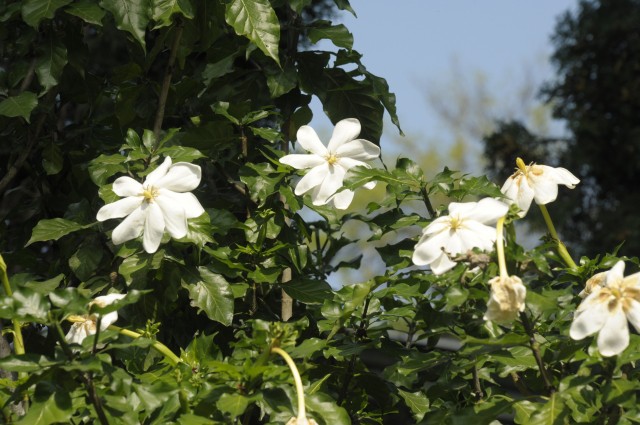 A különleges állatok tartása mellett igen nagy hangsúlyt fektetünk a botanikai ritkaságok bemutatásra is. 