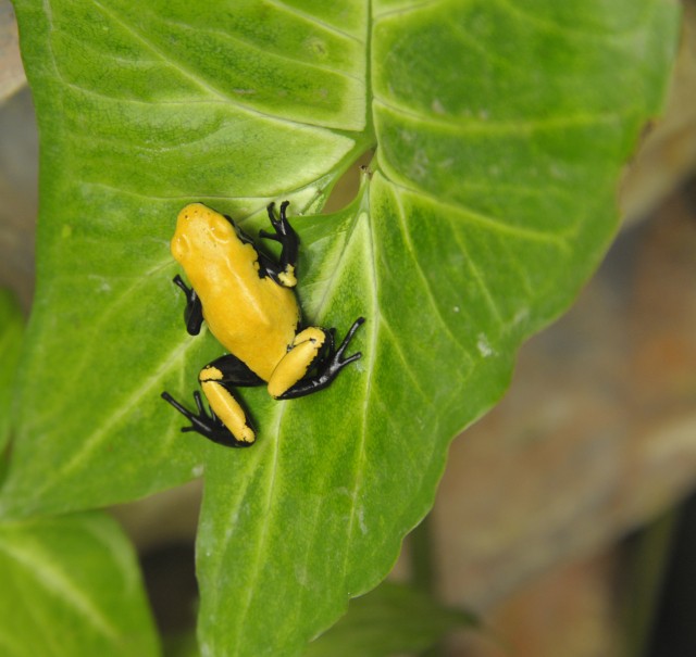 Halálos mérgű parányi gerincesek!