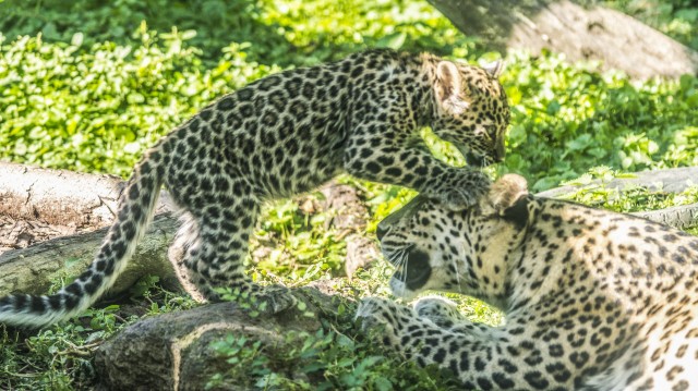 Nevet kaptak a perzsa párduc ikrek 