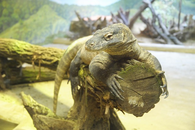 Új kezdet a Zöld piramis komodó bemutatójában