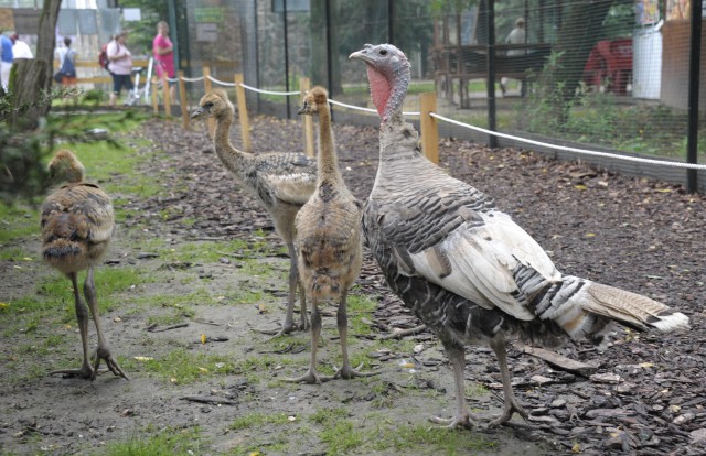 Hat fiókával gyarapodott  Állatparkunk  szürkenyakú koronásdaru családja.